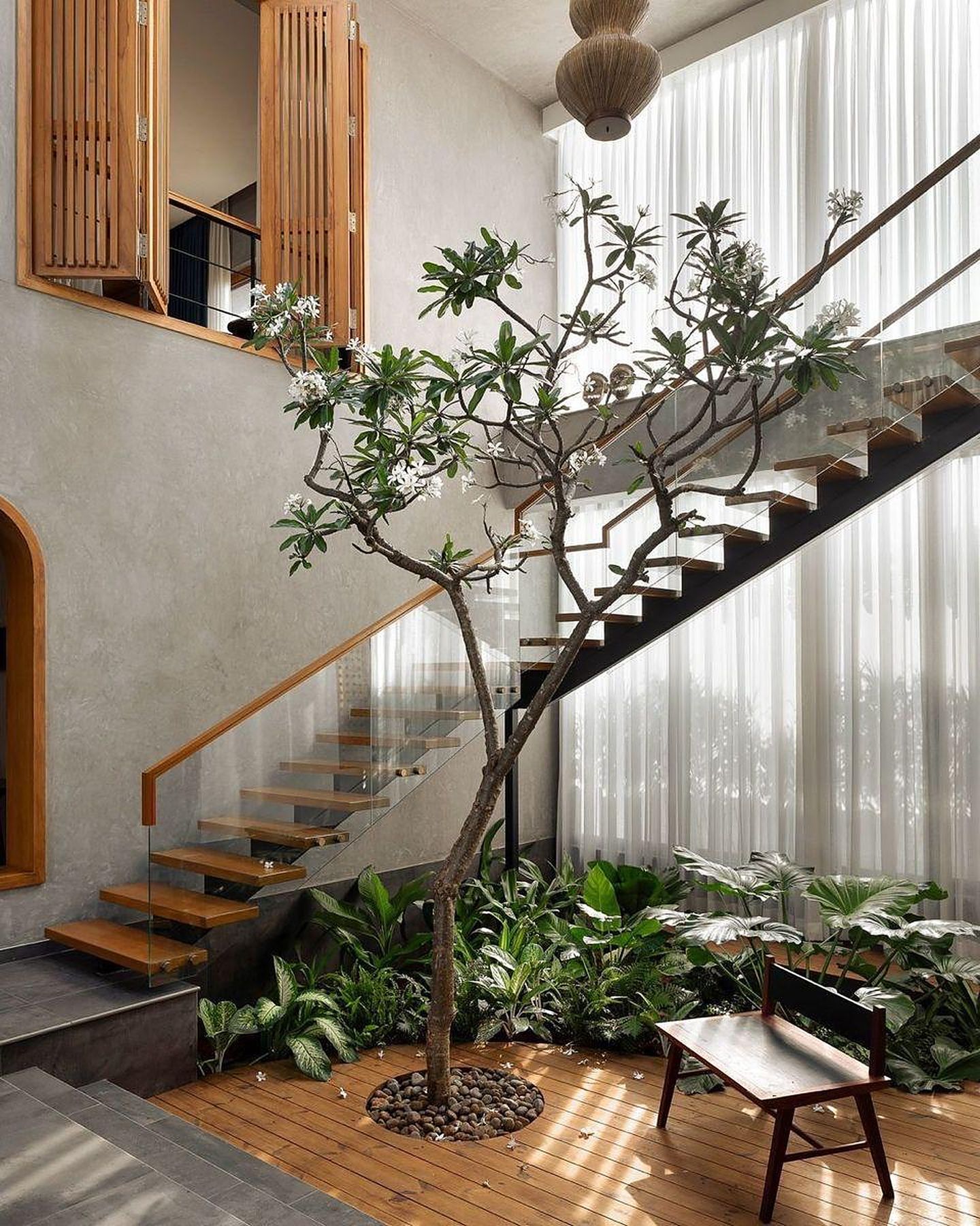 A frangipani tree planted beneath an open timber stair, in a double-height hall with sheer curtains